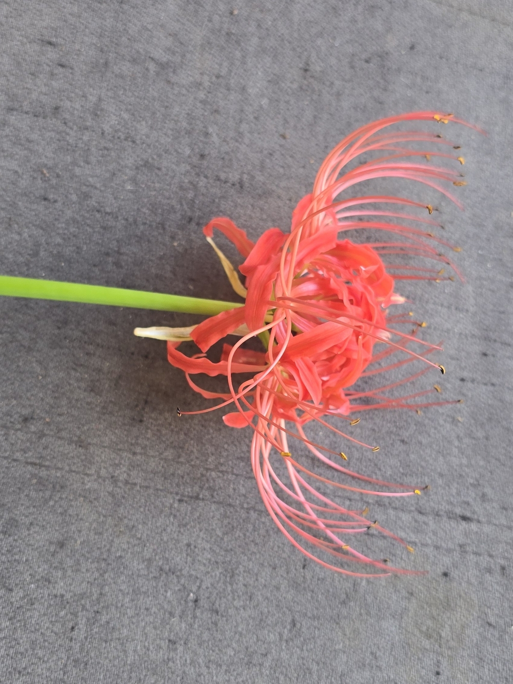 10X Red Spider Lilly Bulbs Dug Fresh